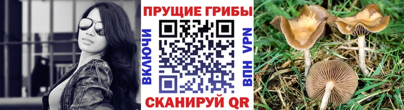 Псилоцибиновые грибы прущие грибы Лодейное Поле